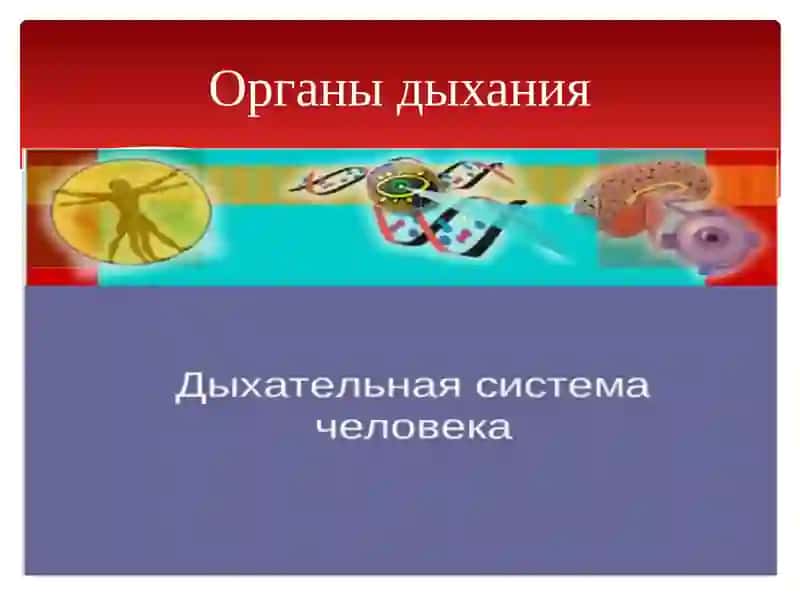 Органы дыхания 2
