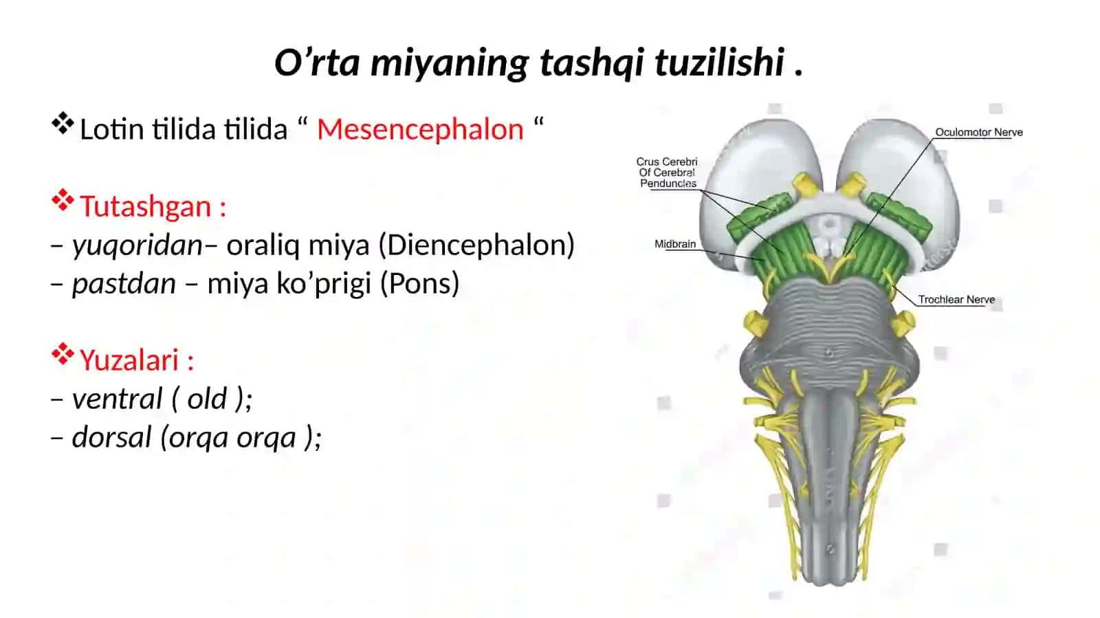O'rtamiyaning tuzilishi va yoshga qarab o'zgarishi 2