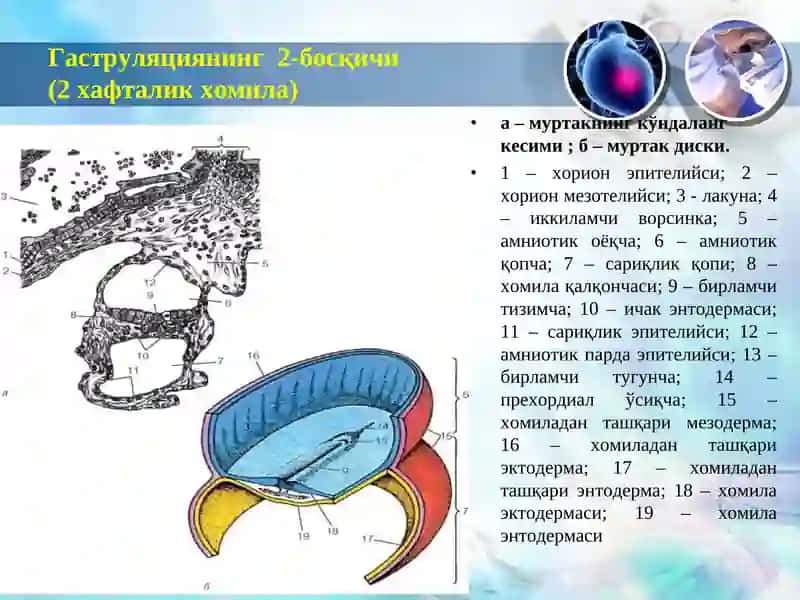 Одам эмбриология асослари. Провизор аъзолар 2