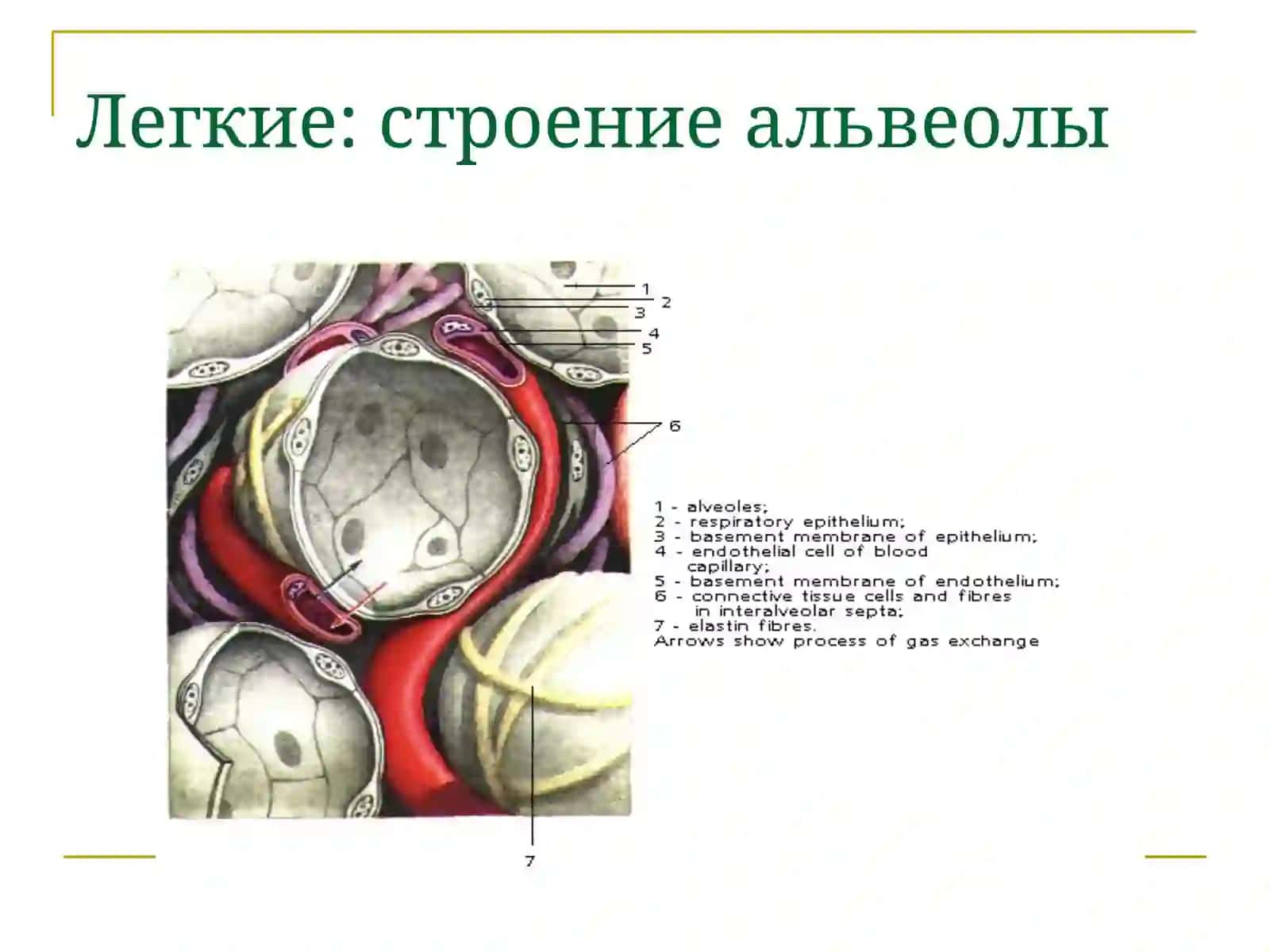 Острые заболевания органов дыхания 2