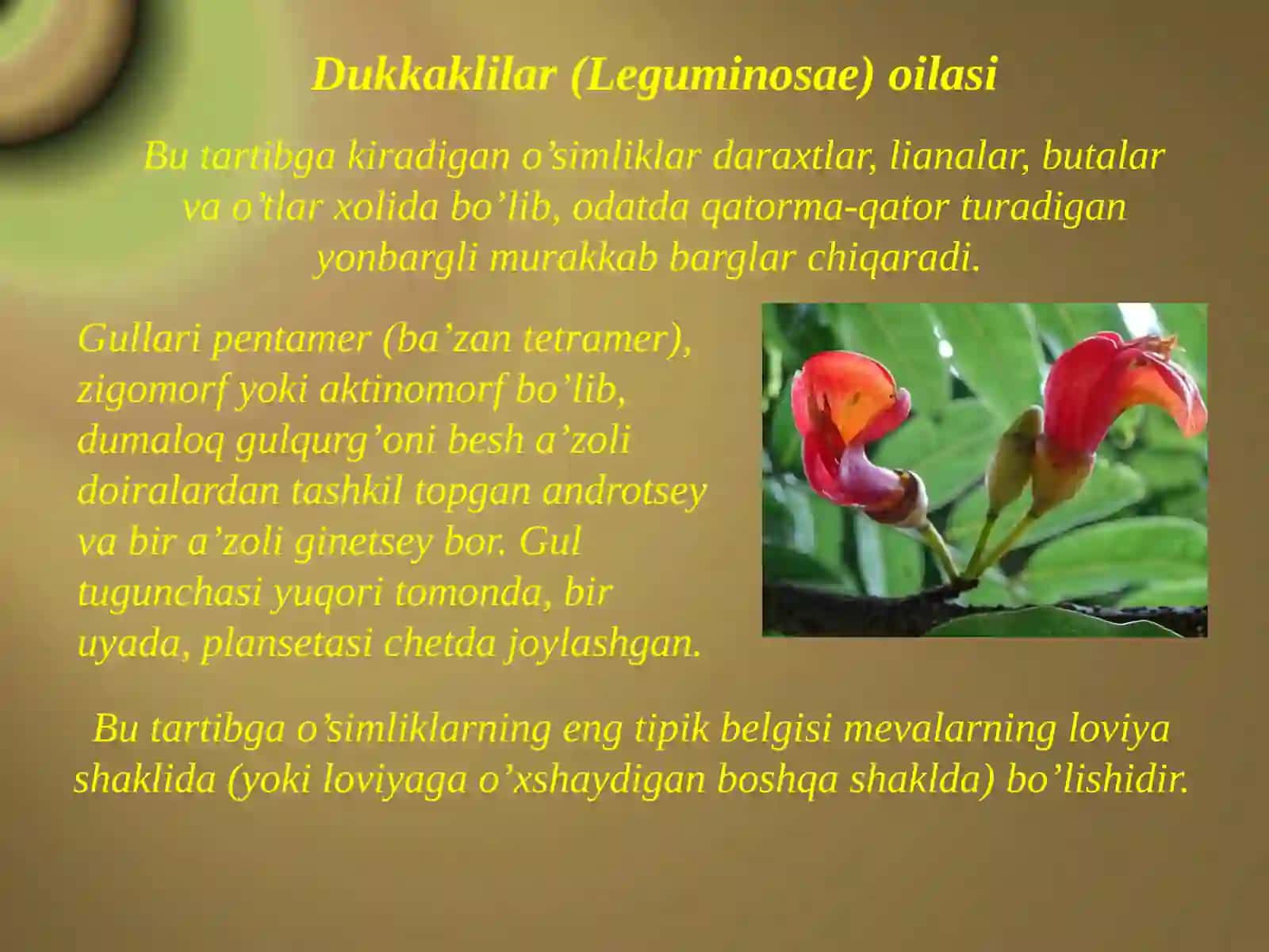 Dukkakdoshlar, Soyabonguldoshlar, Valerianadoshlar 2