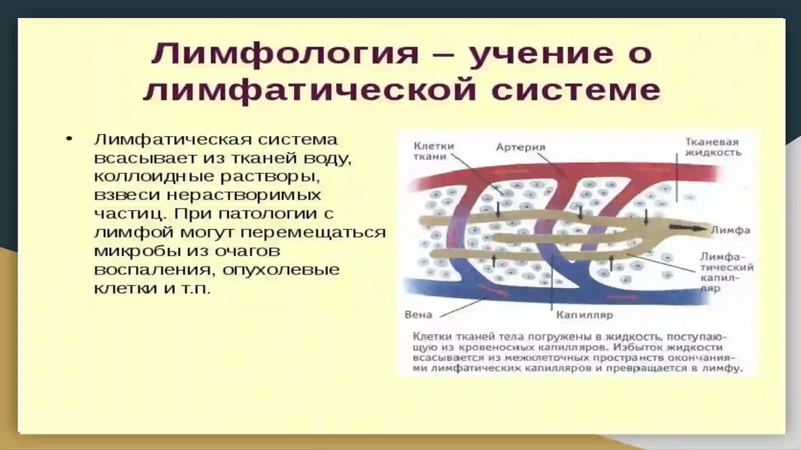 Лимфатическая система или лимфология 2