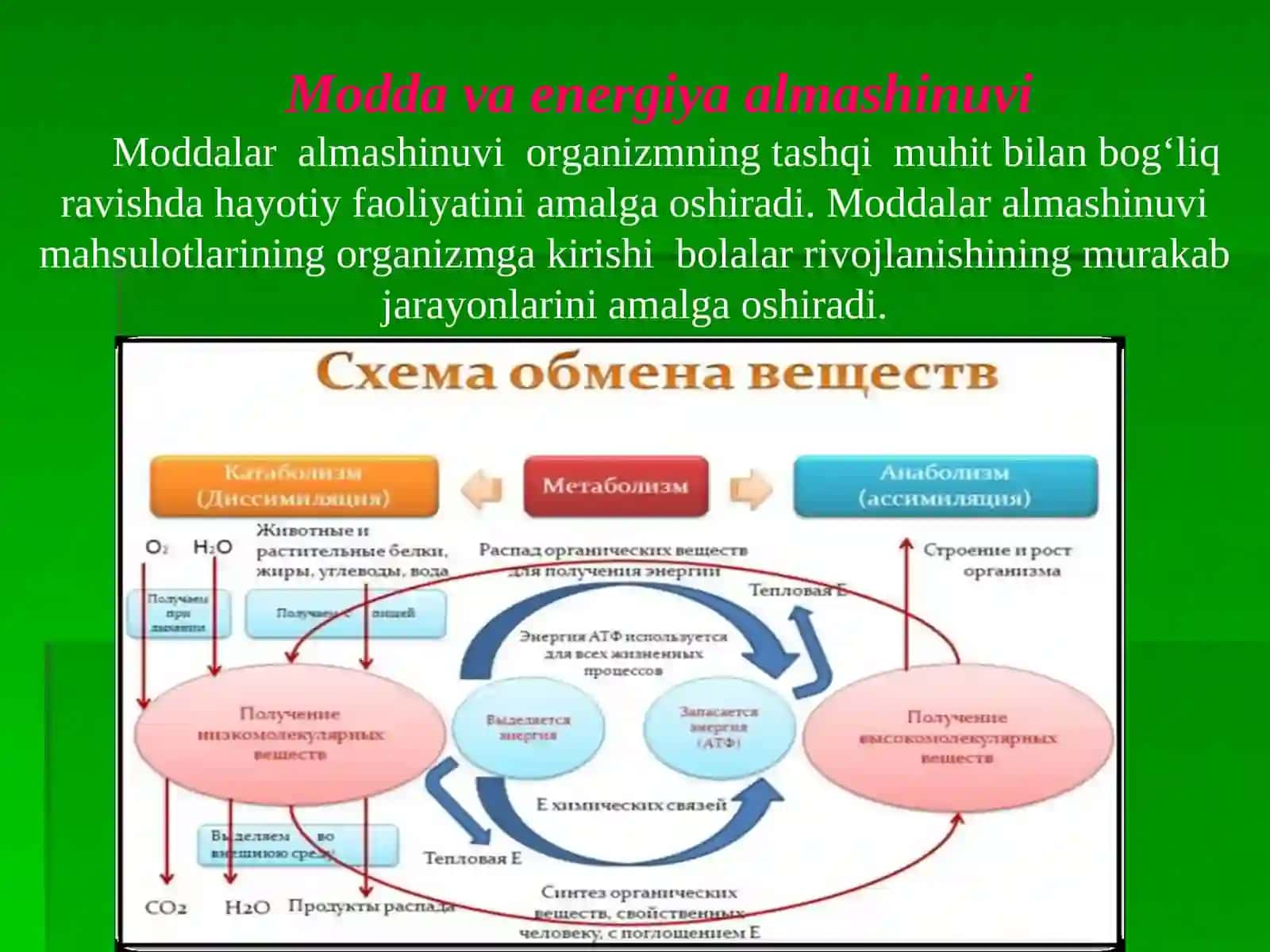 Moddalar va energiya almashinuvining yoshga oid xususiyatlari. Oziqlanish 2