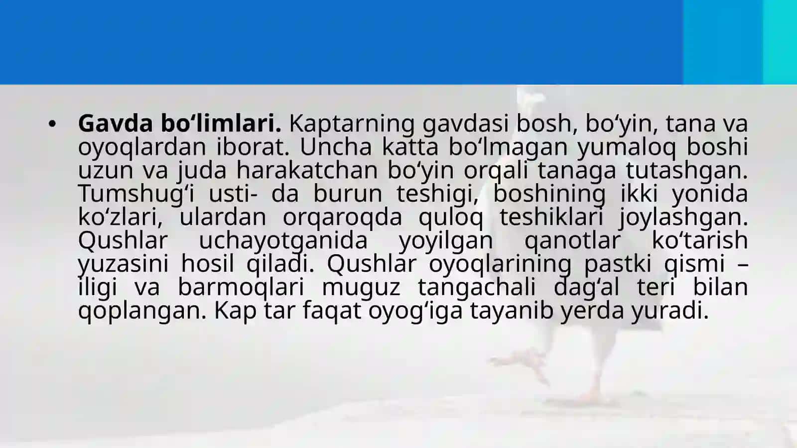 Ko‘kkaptarning tashqituzilishi 2