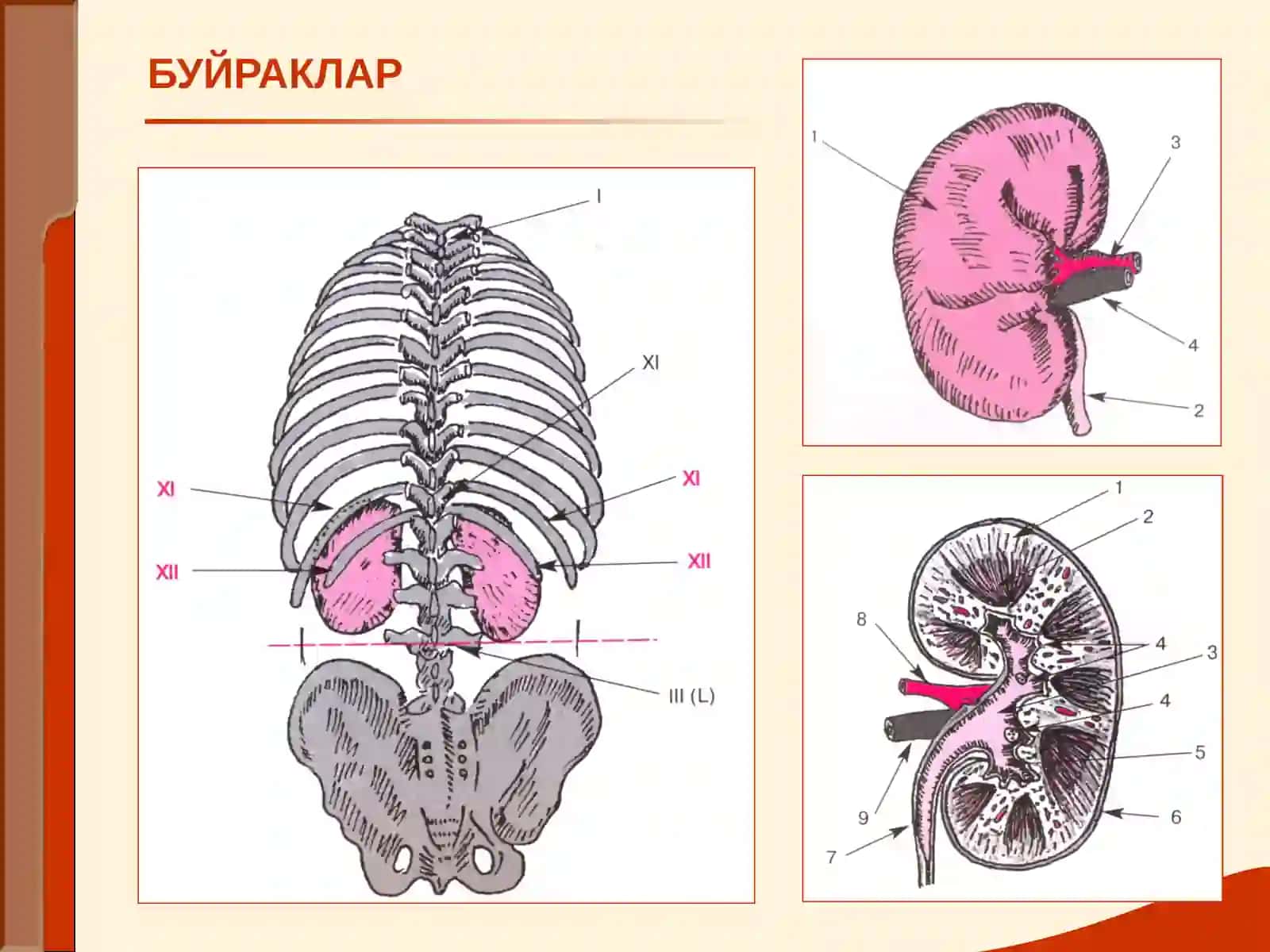 Буйрач касаллиги билан оғриган беморларни текшириш 2