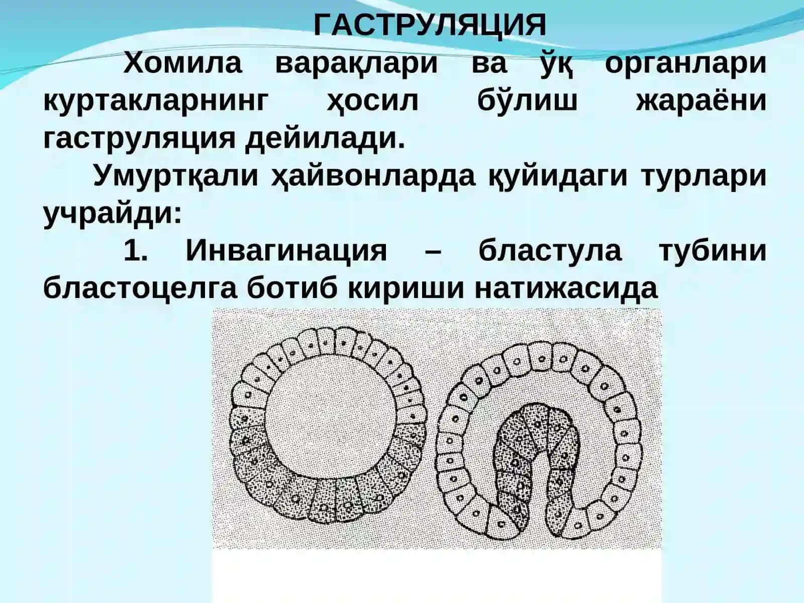 Гаструляция ва ўқ органлар ҳосил бўлиши 2