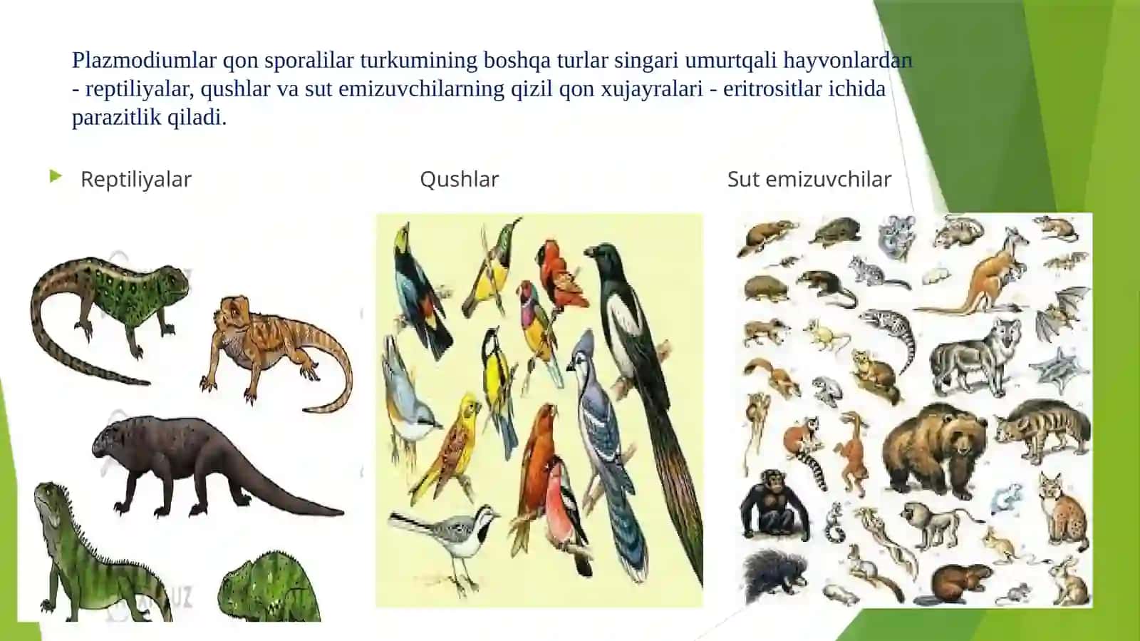 Qon sporalilari -Haemosporidia.Bezgak parazitlari.Tuzilishi va hayot sikli. Asosiy va oraliq xo’jayinlari. Zarari va profilaktikasi 2