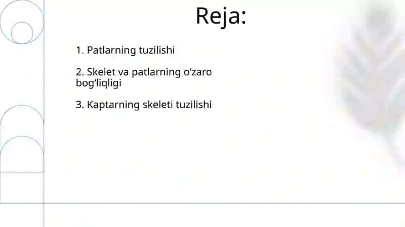 Kaptararning skeleti va pat tuzilishi 2