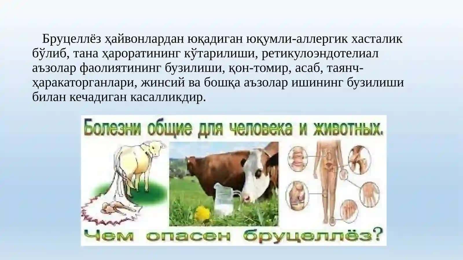Бруцеллёз 2