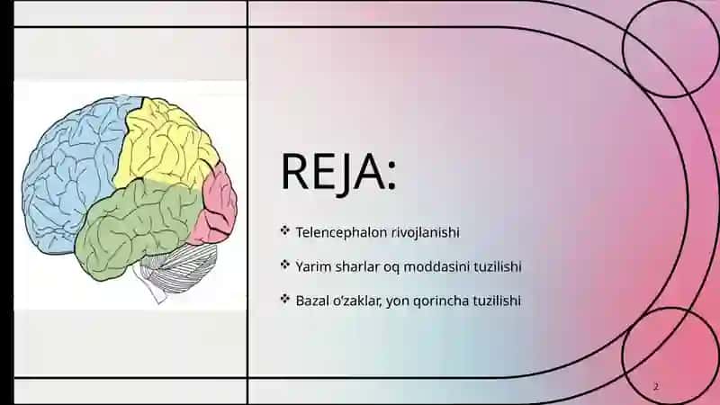 Oxirgimiya (telencephalon) 2