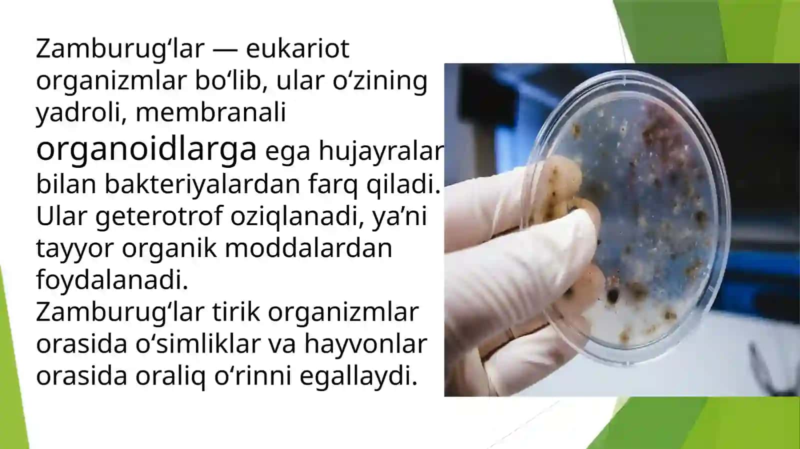 Zamburugʻlar 2