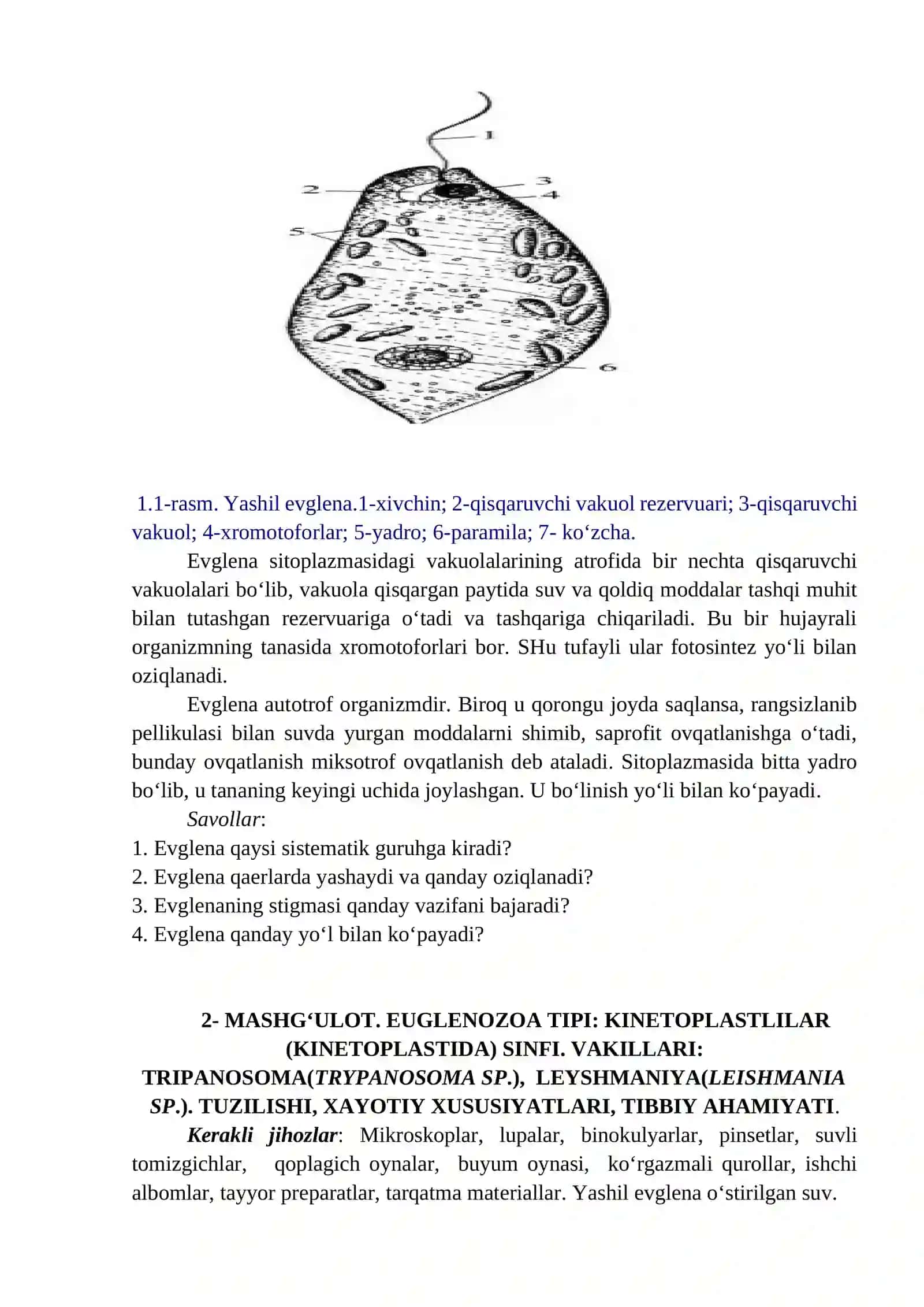AMALIY MASHG‘ULOTLAR- MASHG‘ULOT. BIR HUJAYRALILAR KENJA OLAMI (PROTOZOA). EUGLENOZOA TIPI: EVGLENALAR(EUGLENOIDEA) CINFI 2