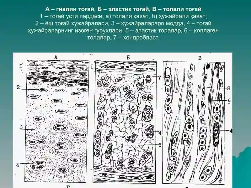 Тогай ва суяк тукималар 2