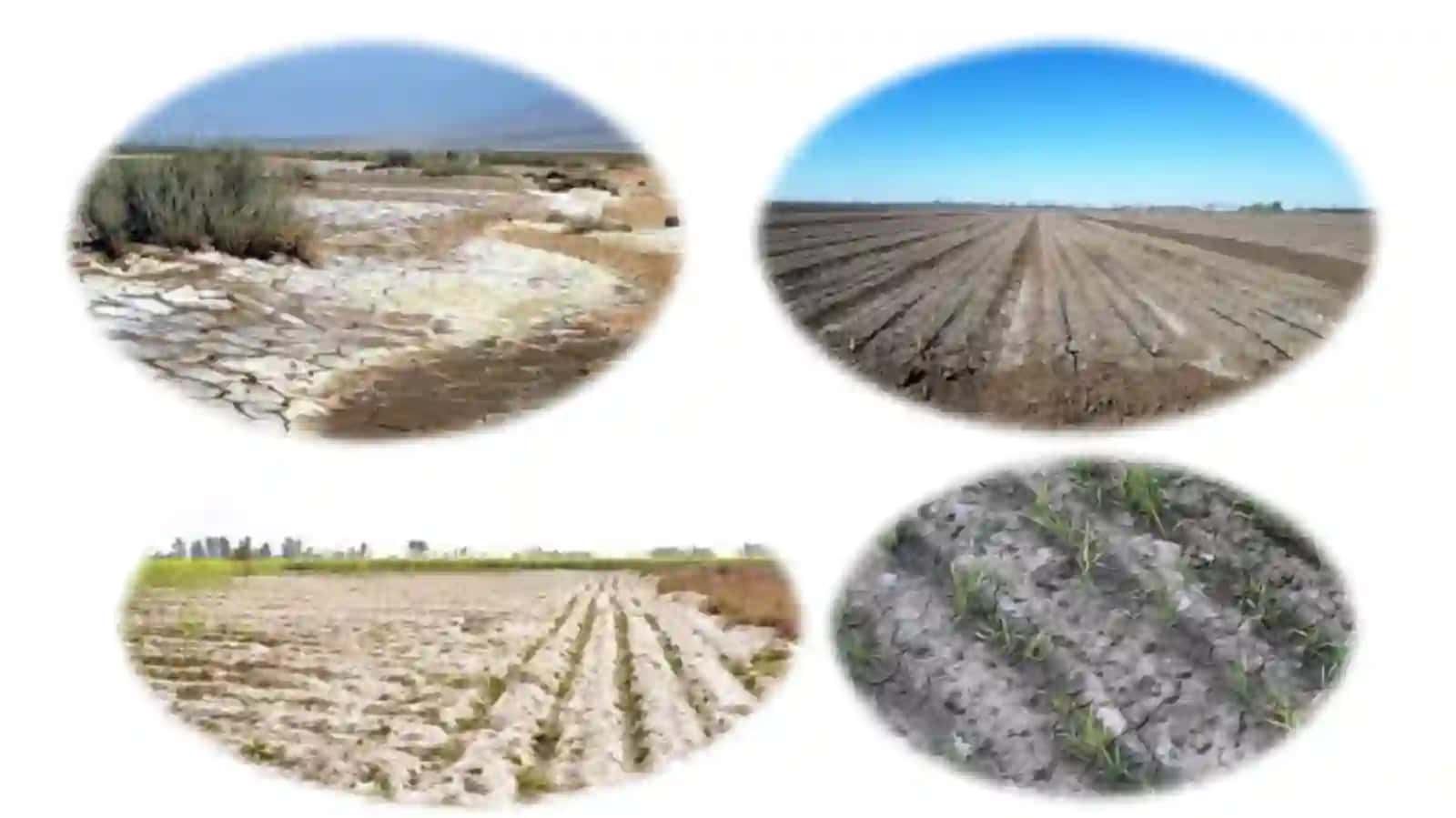 Лекция №5Тема: Засолённые почвы 2