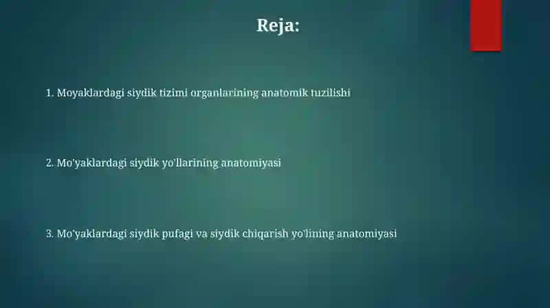 Bolalarda siydik ajratuv tizimi a'zolarining anatomik xususiyatlari 2
