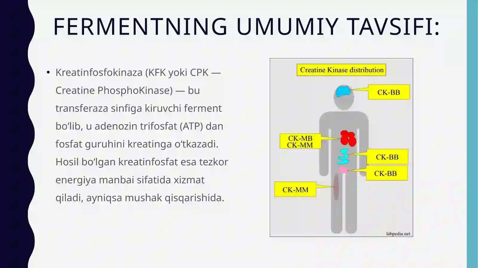 Kreatinfosfokinazaning izoshakllari va ularni aniqlashning klinik ahamiyati 2