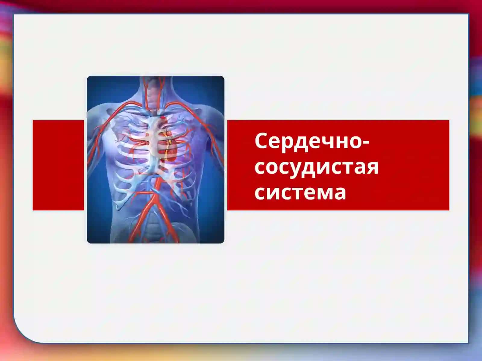 Сердечно-сосудистая система 2