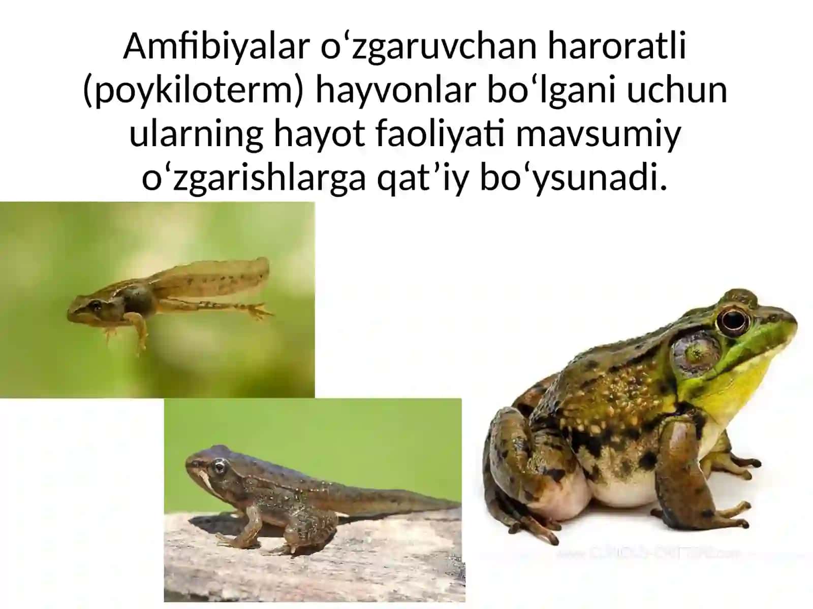 Amfibiyalarning ekologiyasi va muhofazalash 2