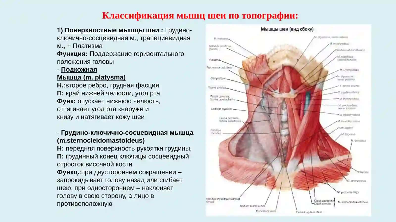 Мышцы шеи и головы 2