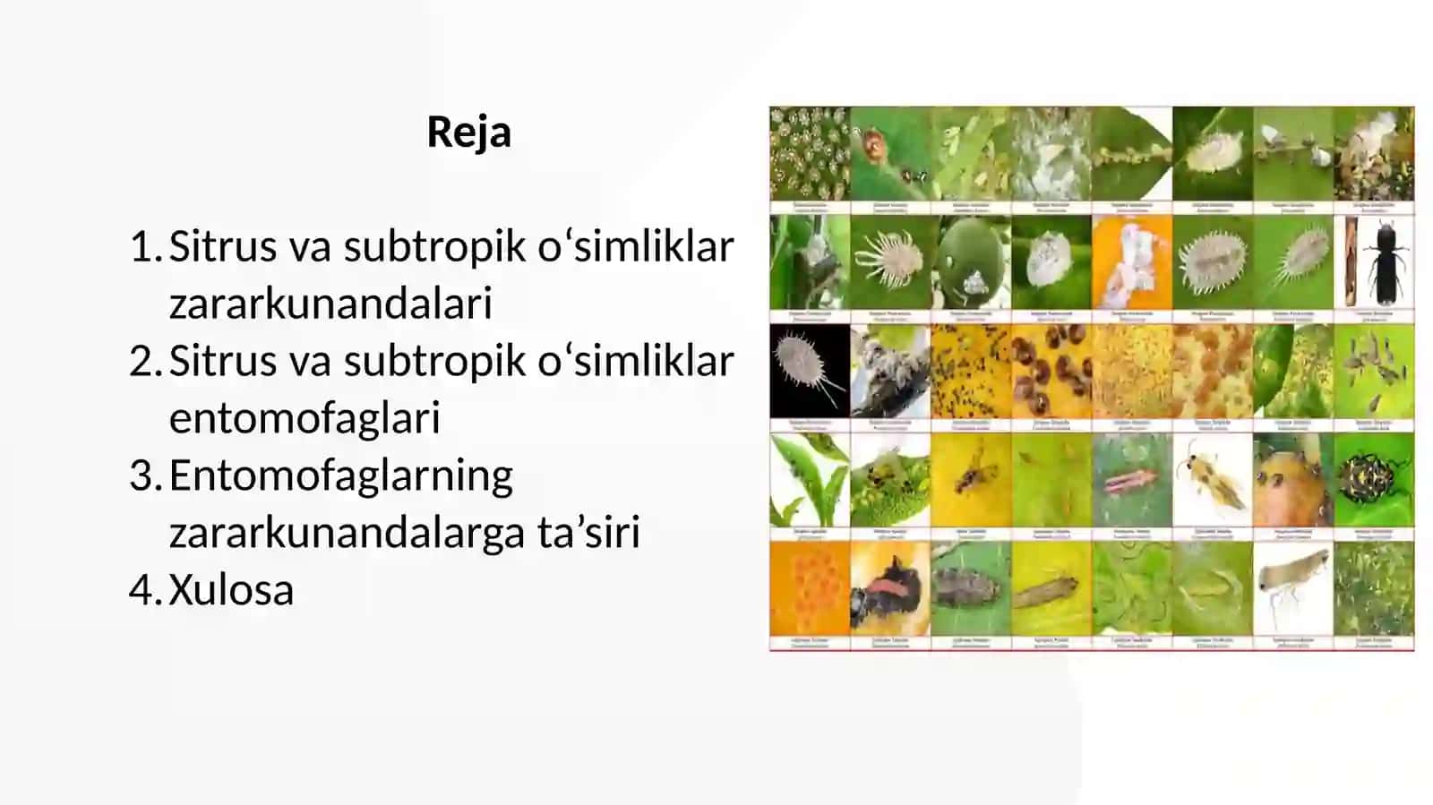 Sitrusvaboshqasubtropiko'simliklar zararkunandalarining entomafaglari 2
