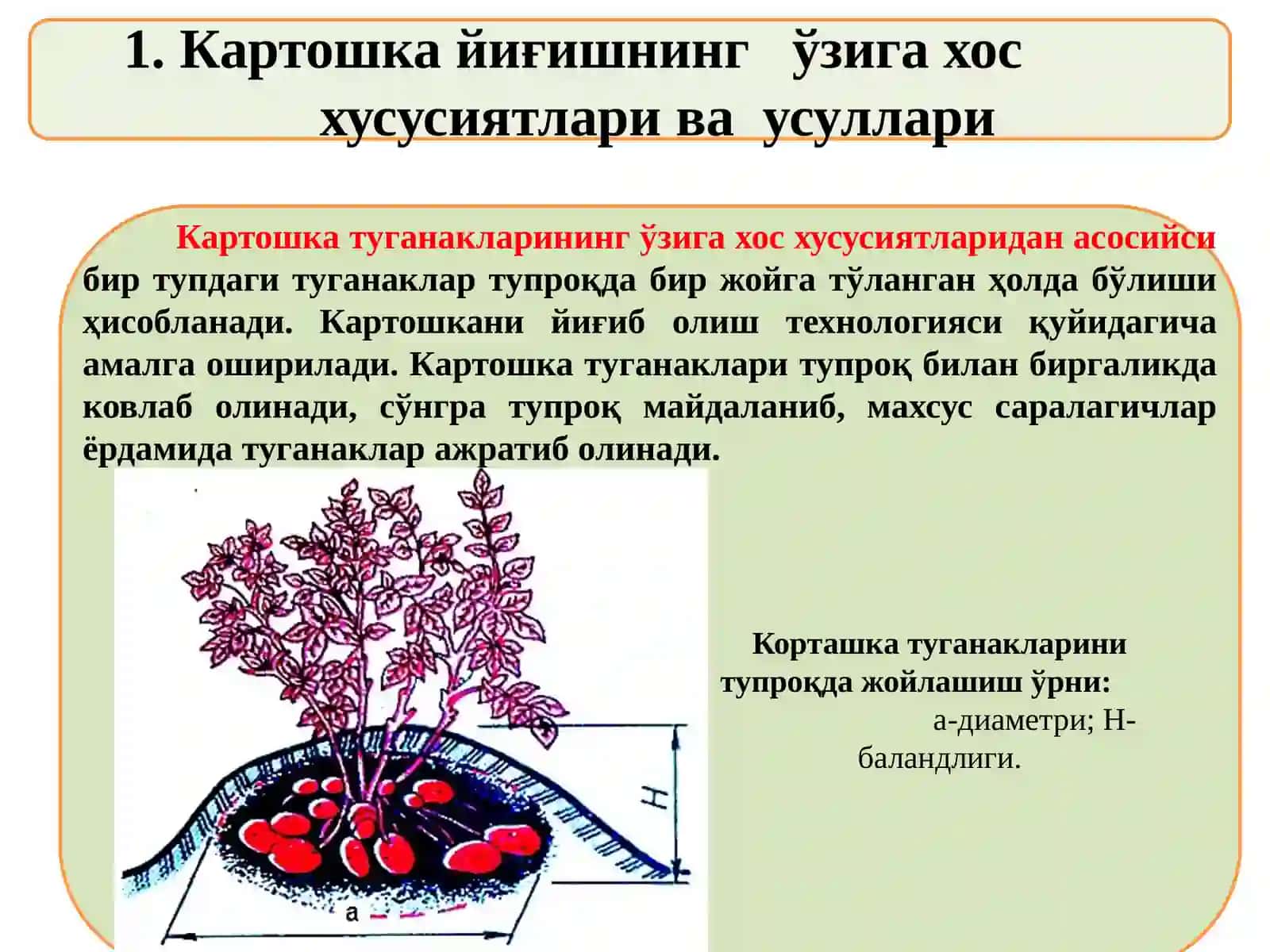 Картошка ва мева-сабзавот йиғиш машиналари 2
