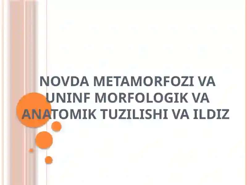 Novda Metamorfozi va Uninf Morfologik va Anatomik Tuzilishi va Ildiz 2