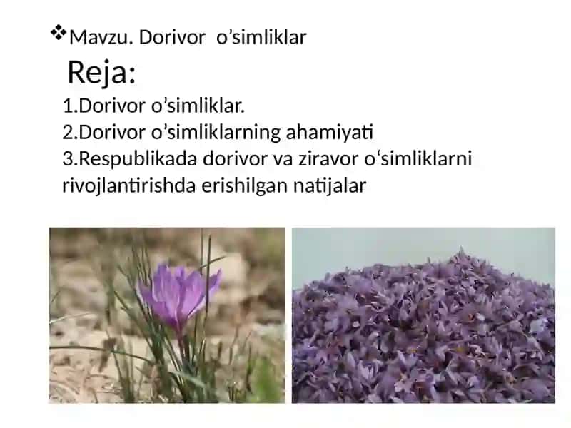 Dorivoro`simliklar-PlantaeMedicinae 2