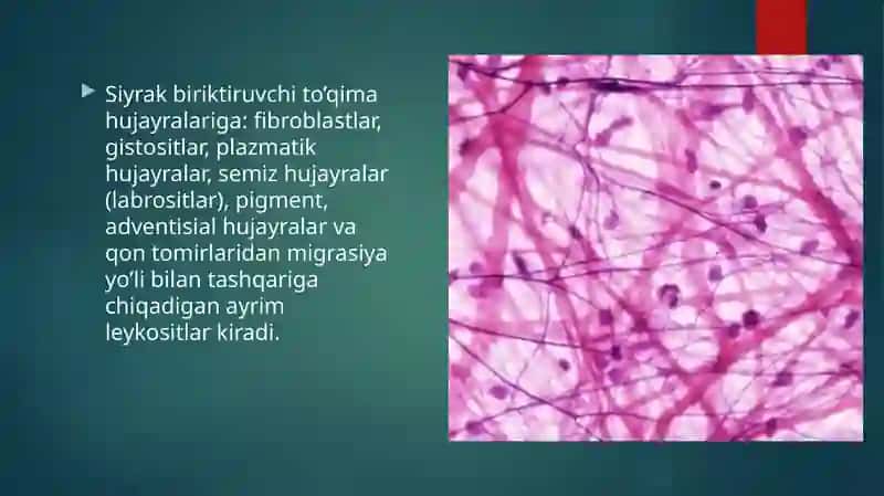 QON VA SIYRAK TOLALI BIRIKTIRUVCHITOʻQIMALARNINGOʻZAROMUNOSABATI 2