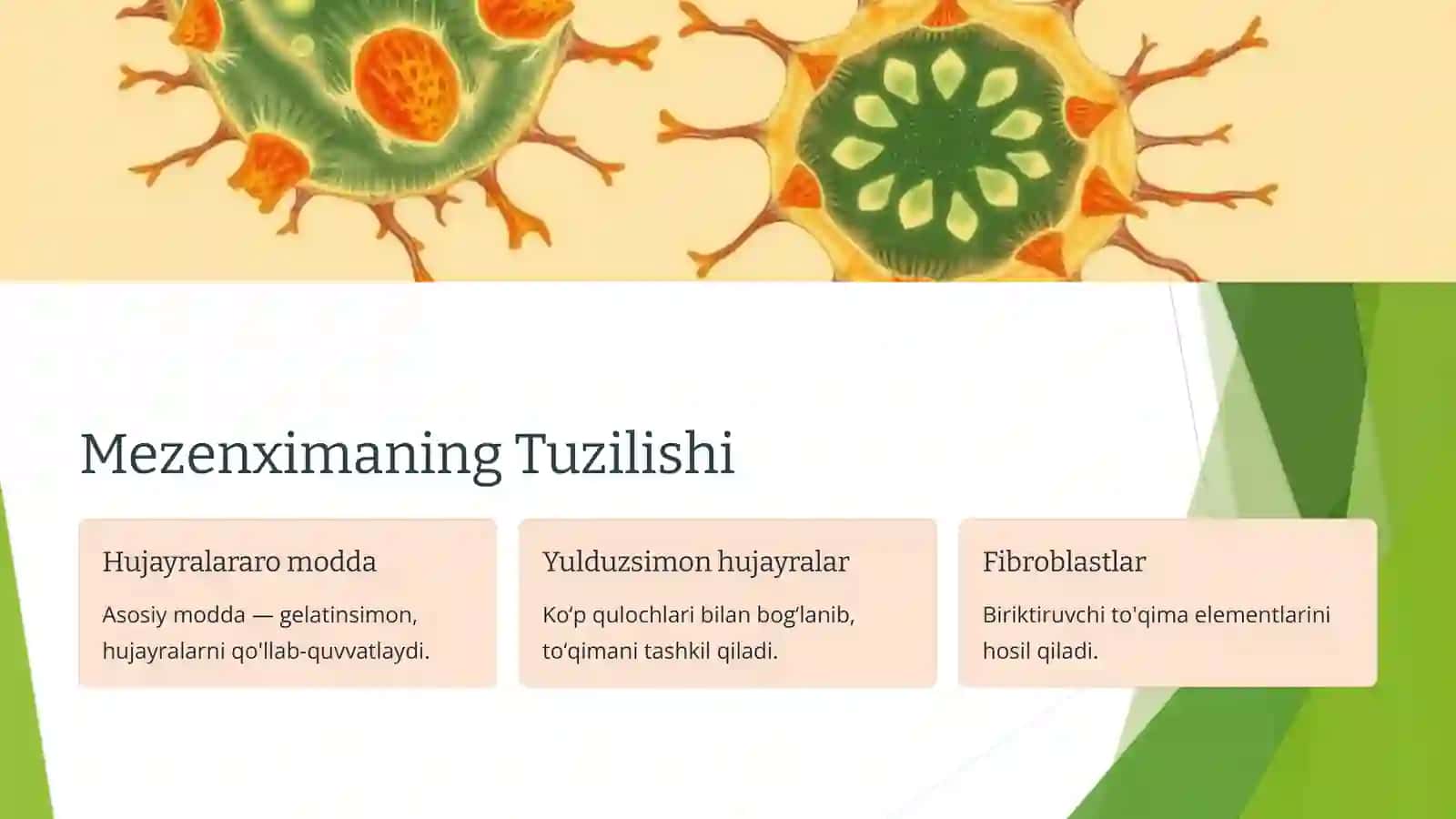 Mezenximaning tuzilishi va ahamiyati 2