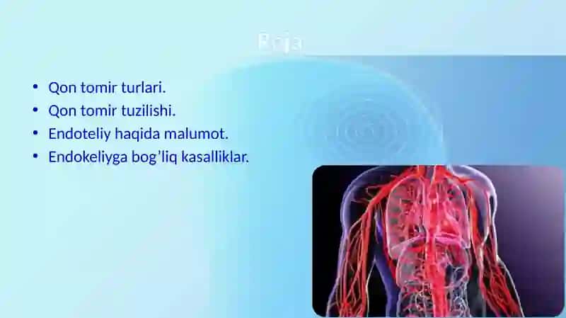 Yurak-Qon tomir  va endoteliyasining funktsiyalari 2