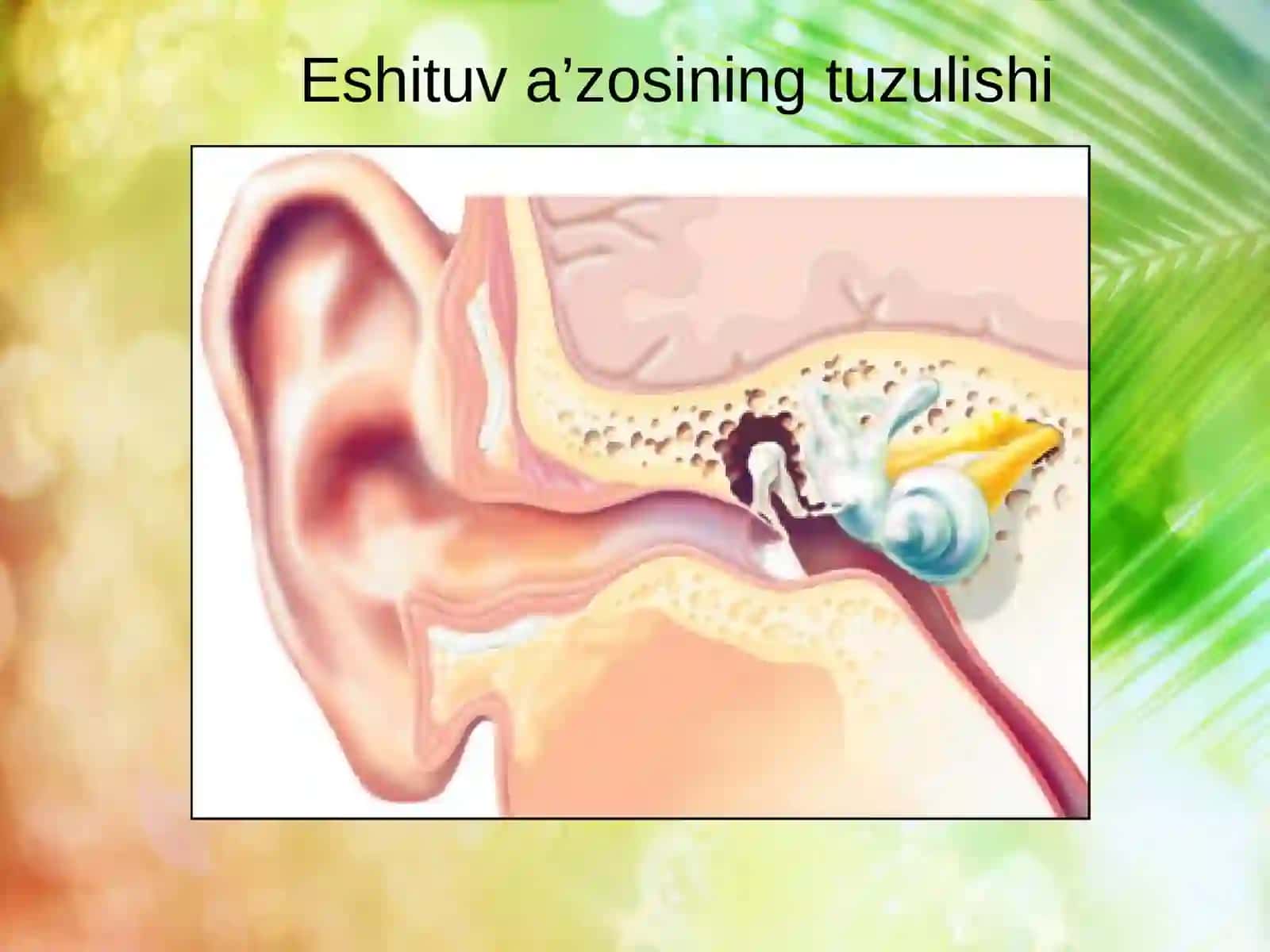 Eshitish Analizatori 1-soatlik dars ishlanmasi 2
