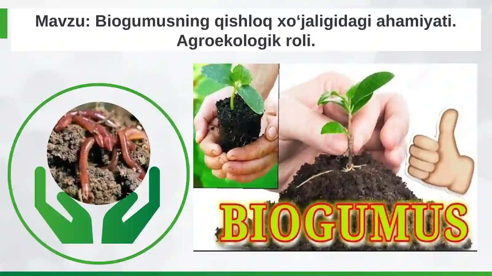 Biogumusning qishloq xoʻjaligidagi ahamiyati 2