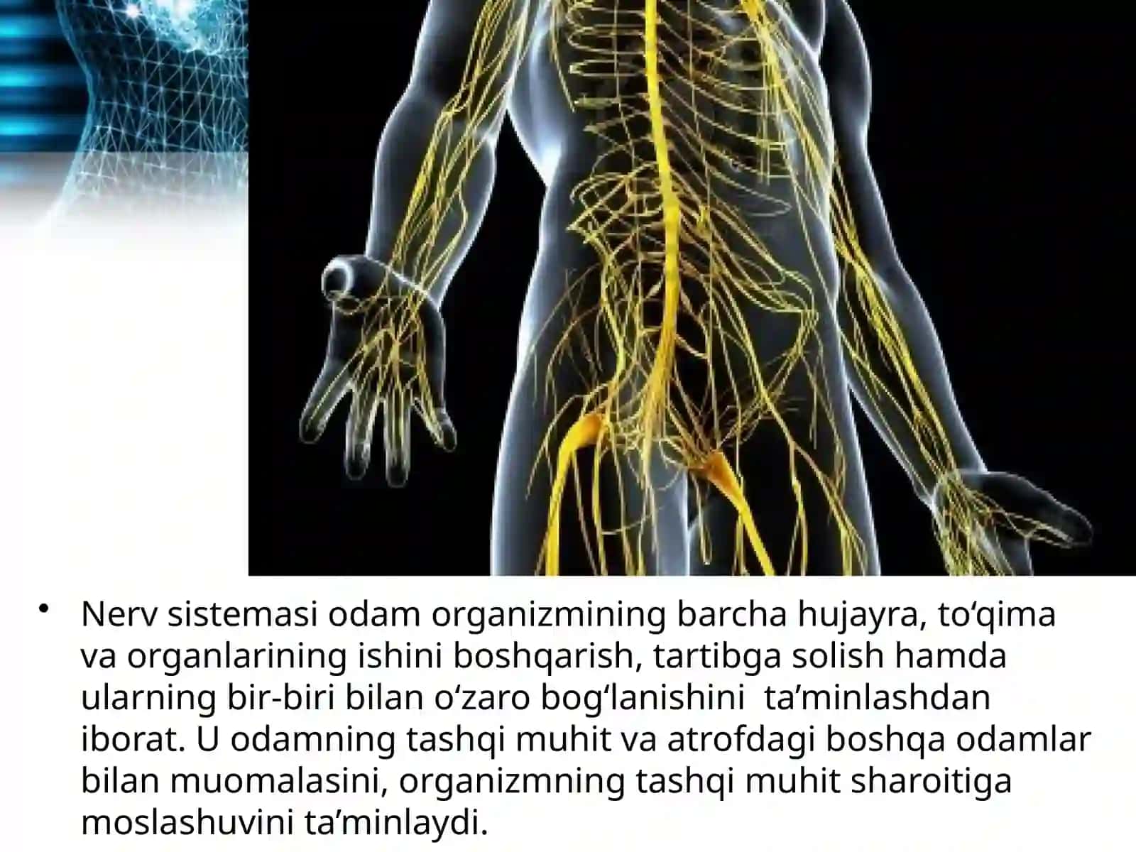 Nervsistemasining ahamiyati va tuzilishi 2