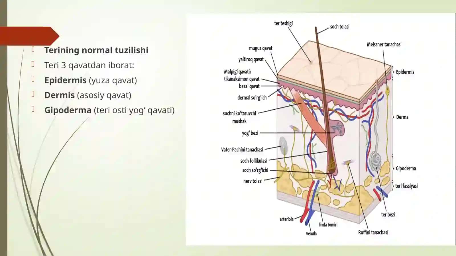 Terining umumiy patomorfologiyasi. Bolalar terisining o‘ziga xos xususiyatlari 2