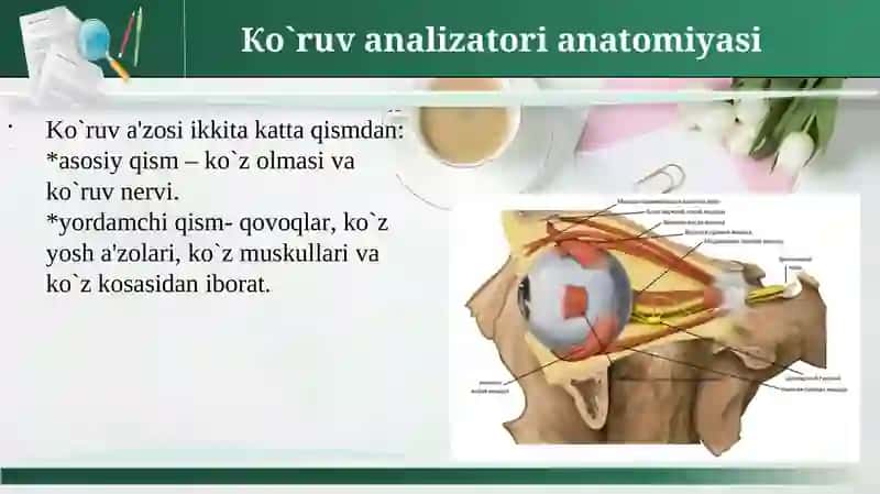 КO`RUV A`ZOLARININGКLINIKАNATOMIYASI VA FIZIOLOGIYASI 2