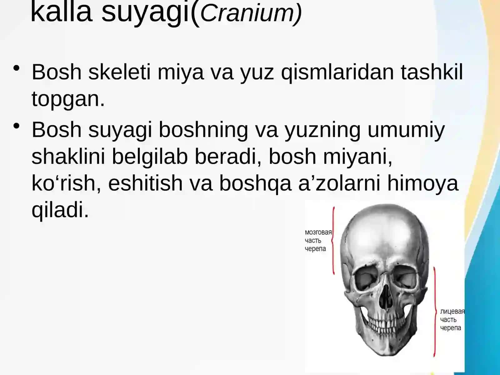 Boshning miya qismi topografik anatomiyasi va operativ xirurgiyasi 2