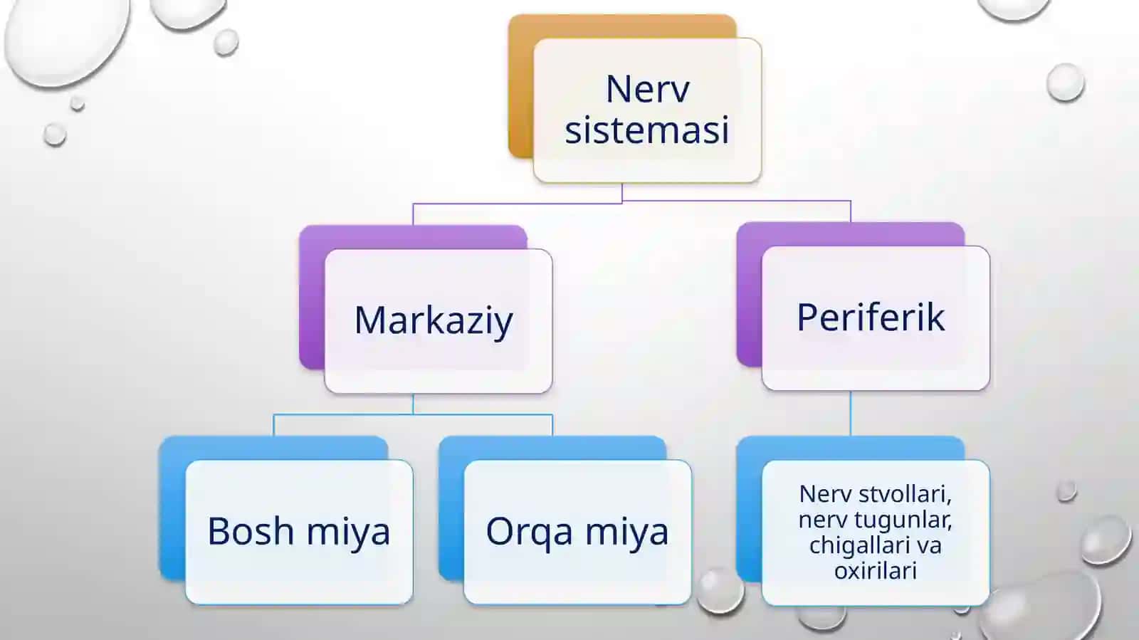 Orqamiya, miyapardalar va vegetativ nerv tizimi 2