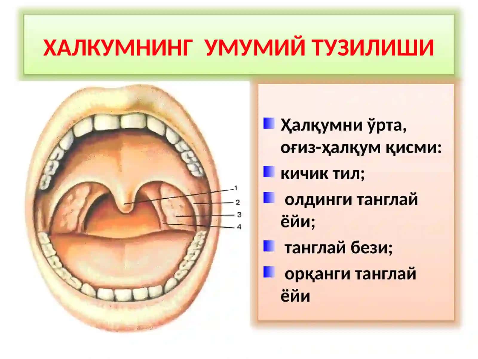 ХАЛКУМНИ ВА ХИКИЛДОКНИКЛИНИК АНАТОМИЯСИ.ХАЛКУМНИУТКИР ВА СУРУНКАЛИ КАСАЛЛИКЛАРИ 2