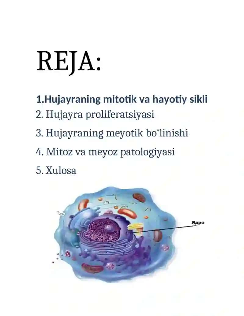 Hujayraning mitotik va hayotiy sikli. Hujayra proliferatsiyasi. Hujayraning meyotik bo‘linishi. Mitoz va meyoz patologiyasi 2