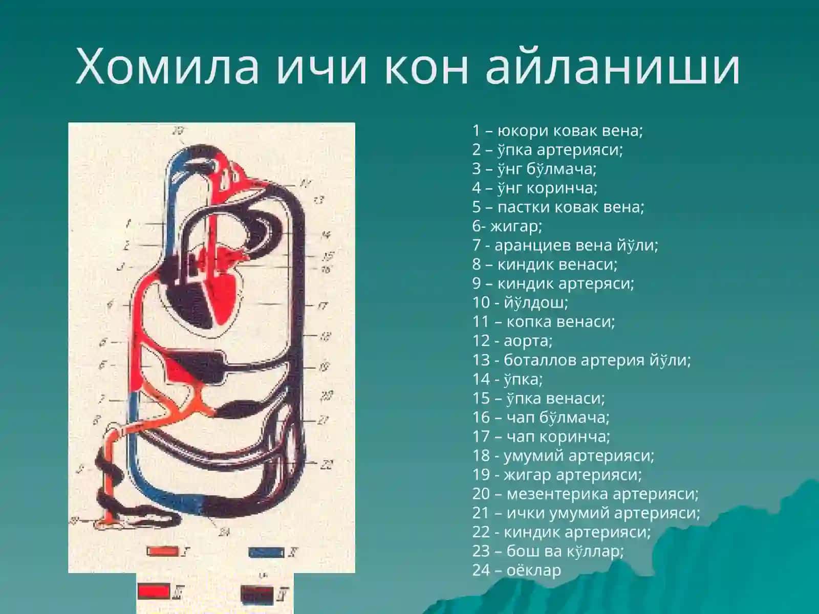 Юракда шовкин синдроми: тугма ва орттирилган юрак нуксонлари 2