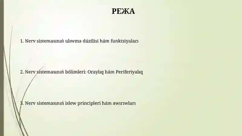 Nerv sistemasının' du'zilisi 2