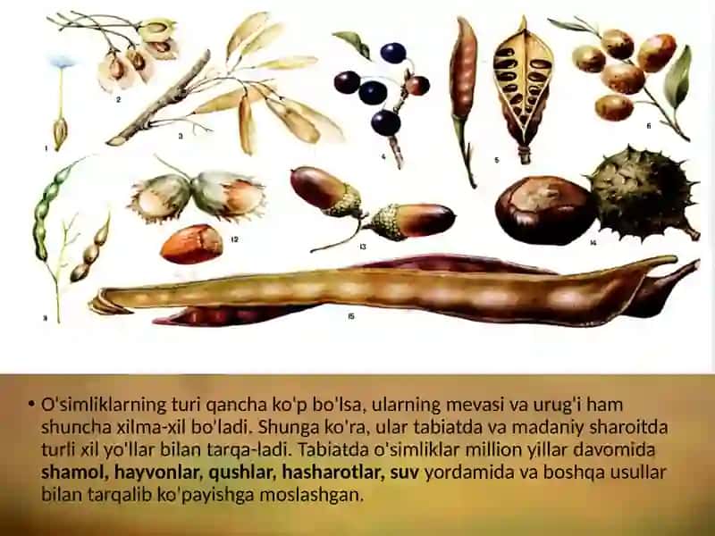 MEVALARNI MEXANIK VA BIOLOGIK TARQALISH USULLARIGA QARAB GURUHLASH VA KO‘RGAZMA QILISH 2
