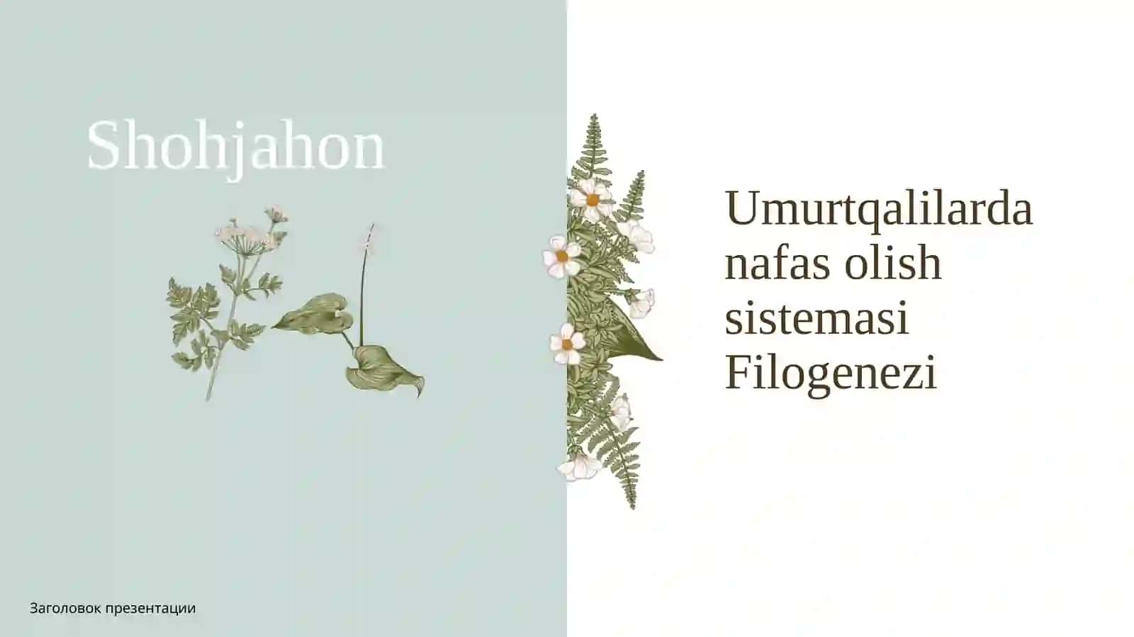 Umurtqalilar nafas olish sistemasi filogenezi 2