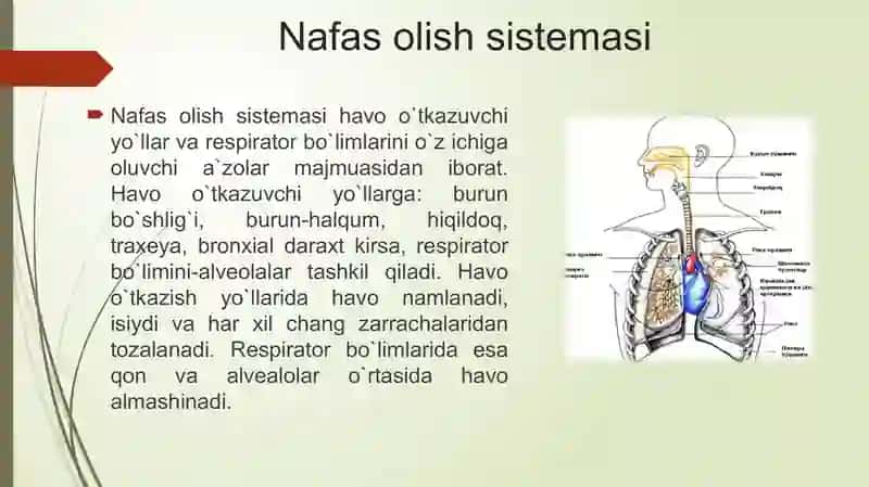 Atsinus. O'pka regeneratsiyasi 2