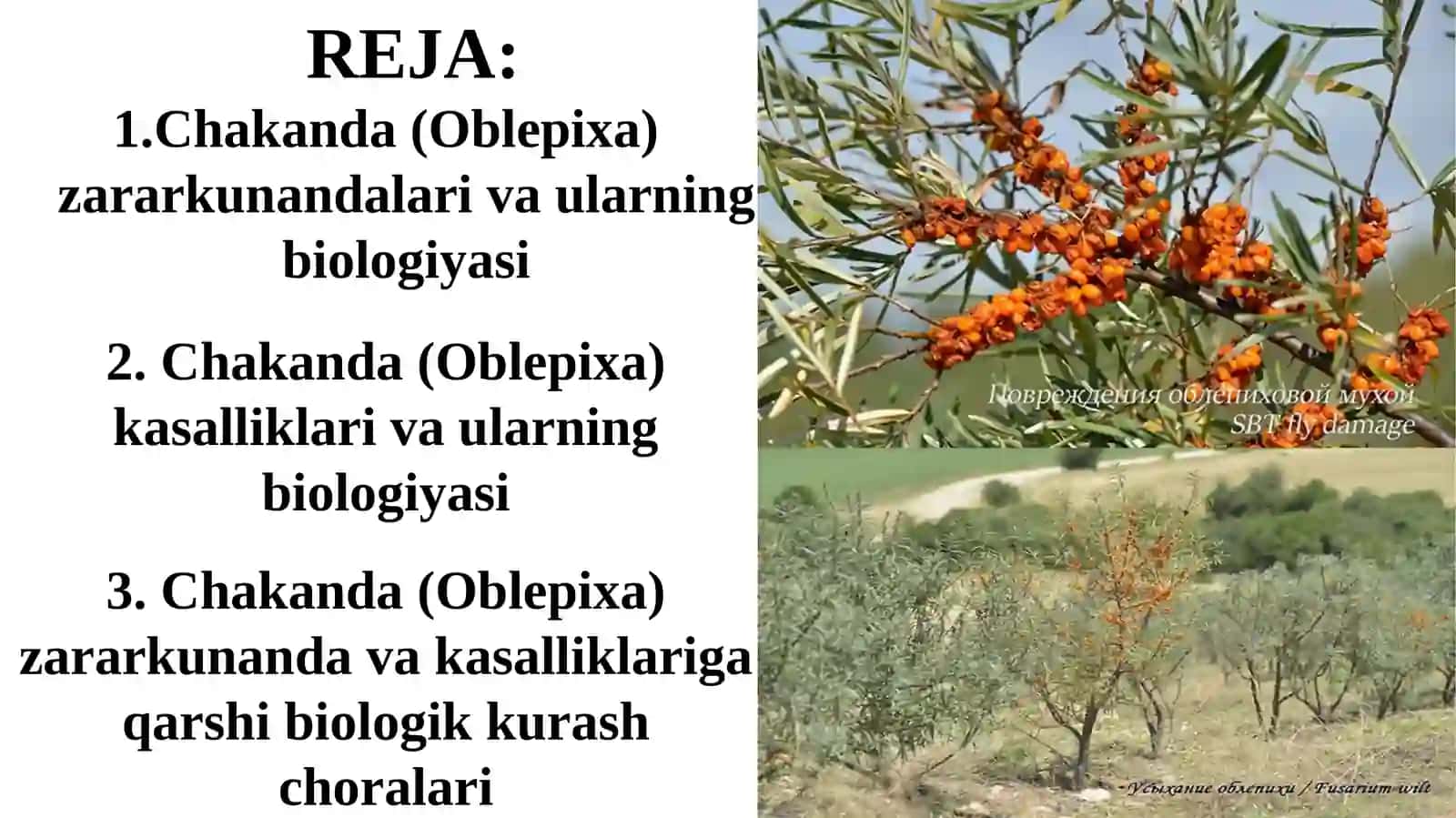 CHAKANDA (OBLEPIXA)NING ZARARKUNANDAVA KASALLIKLARI HAMDAULARGA QARSHIBIOLOGIKKURASH CHORALARI 2