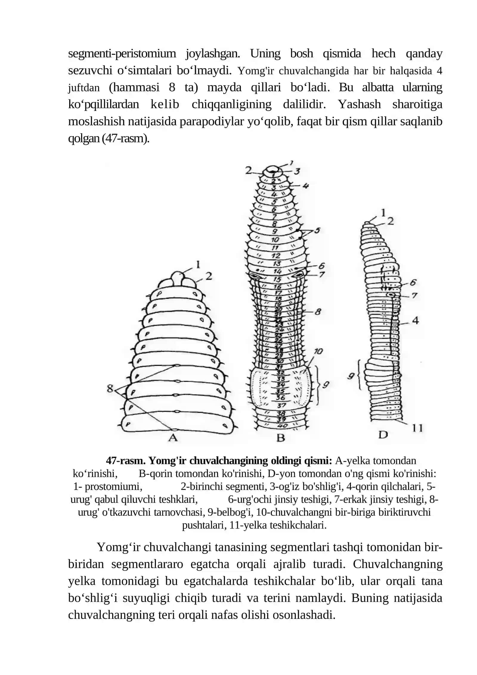 Yomg'ir chuvalchangining tashqi va ichki tuzilishi 2