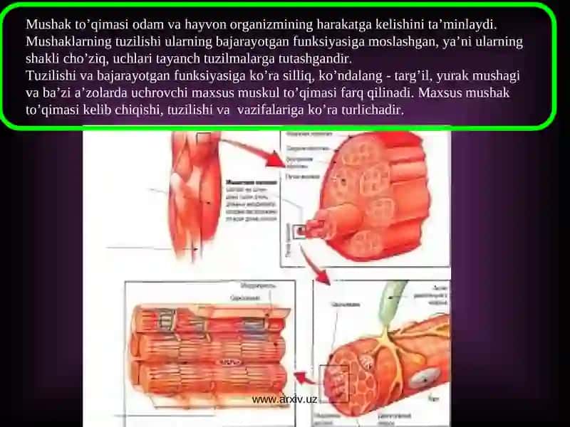 Muskullar sistemasiga umumiy tushuncha 2