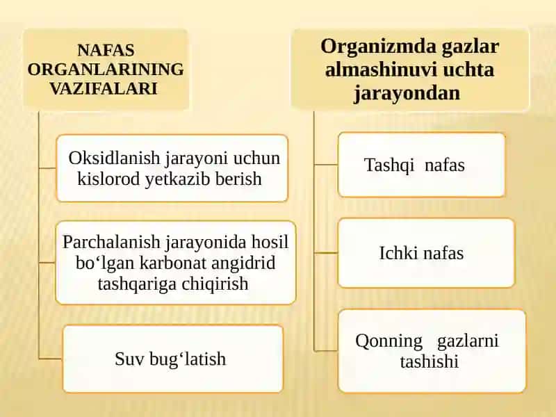 Nafasolish va ayirish tizimlarining yosh xususiyatlari va g'iyenasi 2