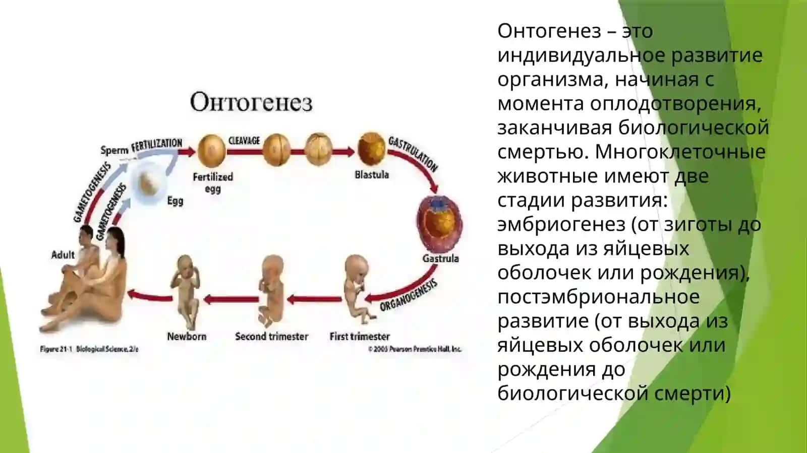 Онтогенез 2