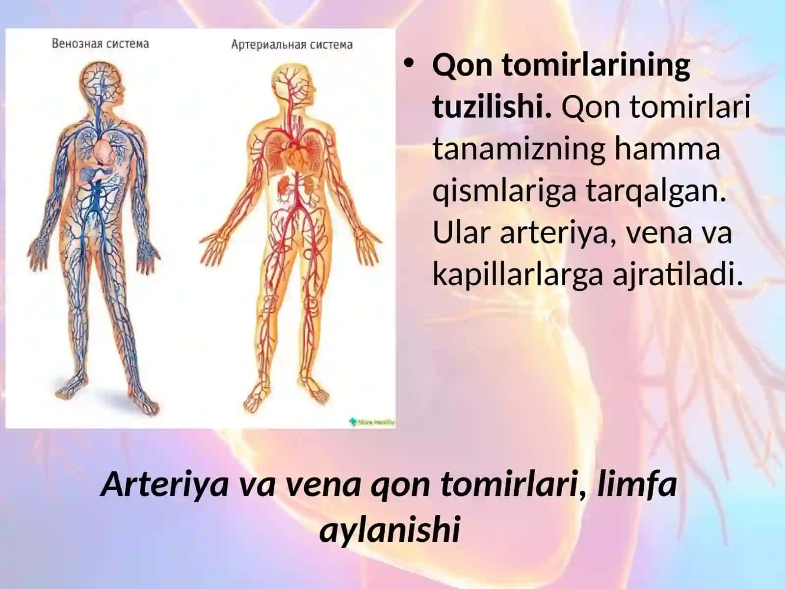 Qon tomirlarining tuzilishi 2